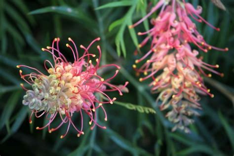 10 Different Types of Grevillea - Garden Lovers Club