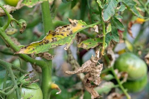 How To Get Rid of Aphids on Tomato Plants - Tomato Bible