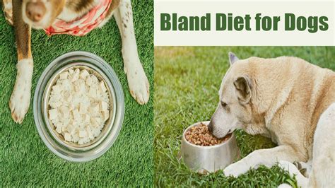 Let's Know - Best Bland Diet for Dogs with Complete Guideline