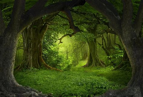 Secret Forest Big Tree Green Backdrop for Photo Studio LV-837 | 風景, 風景画 ...