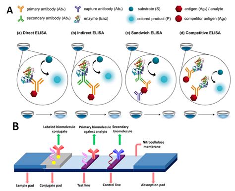 Schematic illustration of an immunoassay method. (A) Various types of ...