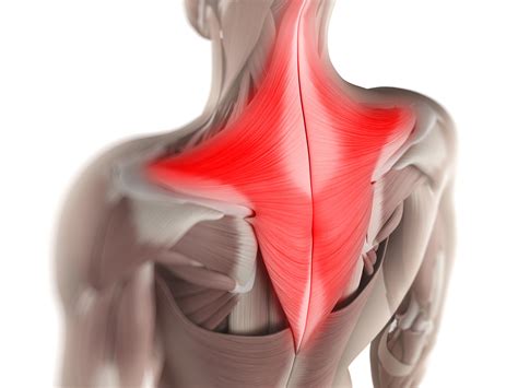 Trapezius Muscle Anatomy and Function