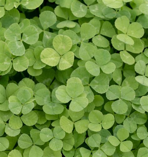 Micro Clover Seeds for Lawn Replacement – West Coast Seeds