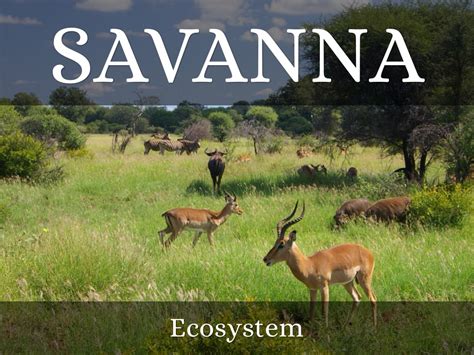 Savanna Ecosystem by Alyssa Lange