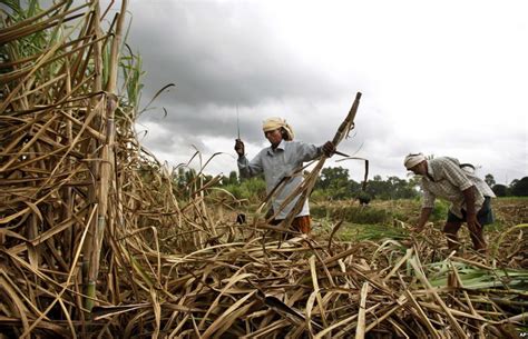 Biofuel and Electricity Cogeneration from Sugarcane | TractorExport.com