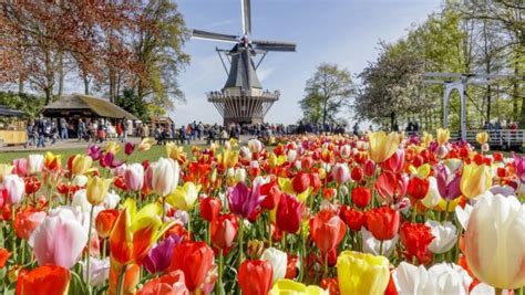 Keukenhof Gardens in Holland - opening hours, prices and tips