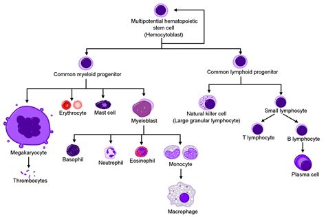 Development of Blood – Boundless Anatomy and Physiology