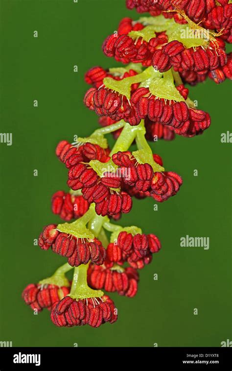 Flower of poplar (Populus nigra Stock Photo - Alamy