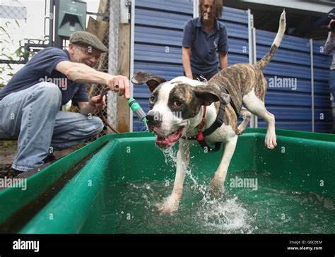 Battersea Dogs and Cats Home Stock Photo - Alamy