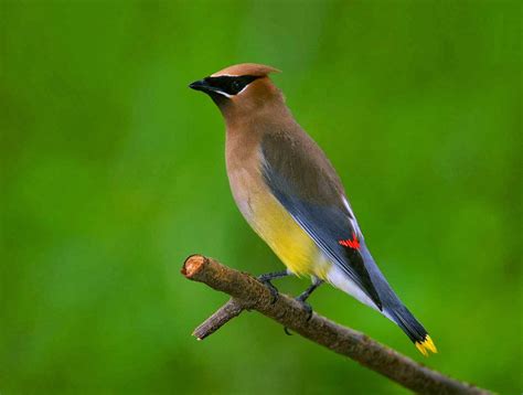 World Beautiful Birds : Cedar Waxwing Birds | Information & Lates Pictures