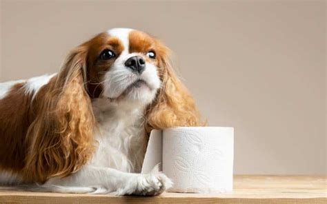 Understanding Dog Constipation: Causes, Symptoms, Treatment