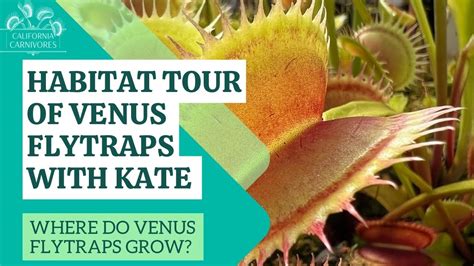 Venus Flytrap Facts, Habitat Adaptations What Do Venus, 50% OFF