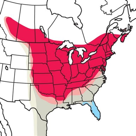 Baltimore Orioles Migration Map 2024 - Erin Odessa