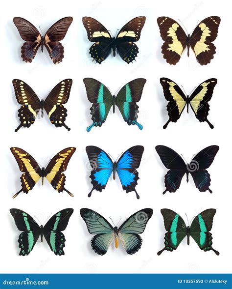 Papilionidae, Papilio (panel) Stock Image - Image of environment ...