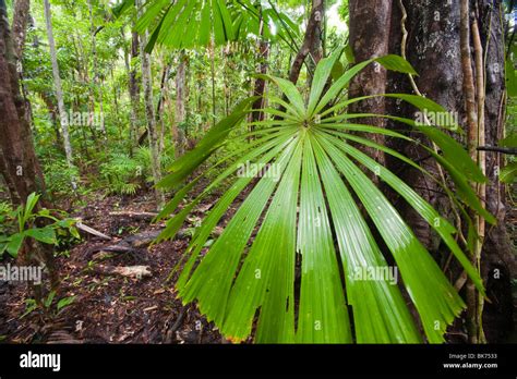 The Daintree rainforest in the North of Queensland, Australia Stock ...