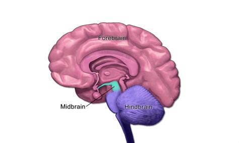 The Function Of Your Midbrain - Science Trends