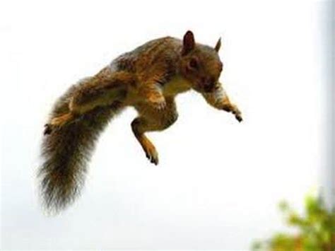 How High Can a Squirrel Jump Off the Ground? | FeedingNature.com