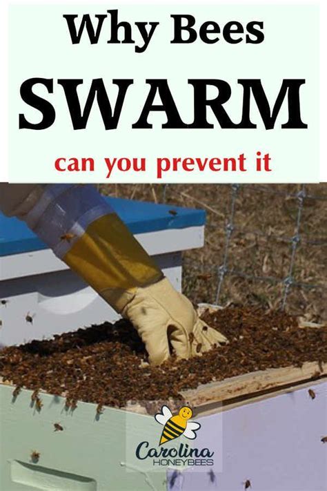 Swarm Prevention in Honey Bees | Honey bee swarm, Bee swarm, Bee facts