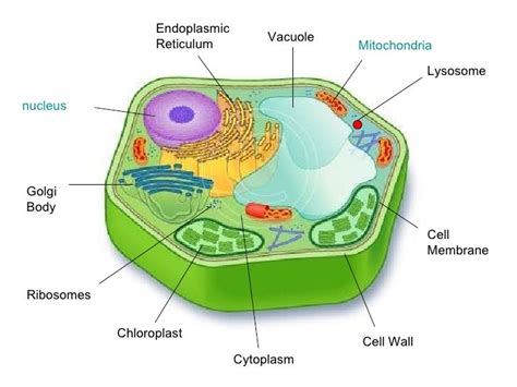 Cytoplasm In Animal Cell Project : How to Create 3D Plant Cell and ...