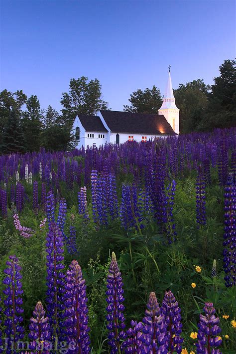 Church Field During Sugar Hill Lupine Festival in New Hampshire | Jim ...