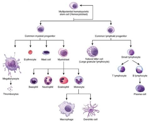 Acute Myeloid Leukaemia | AML | Geeky Medics