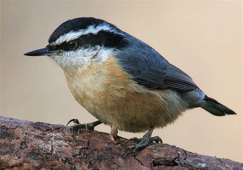 Red-breasted Nuthatch