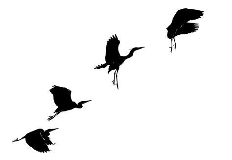 Blue Heron Silhouette at GetDrawings | Free download