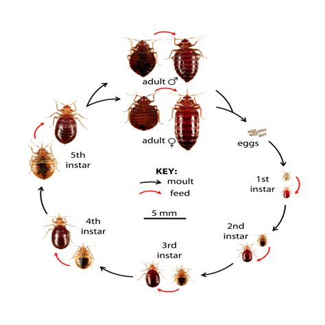 Am I doomed? : r/Bedbugs