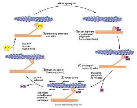 actin and myosin filaments | Chapter 12 - Muscle Physiology | School ...