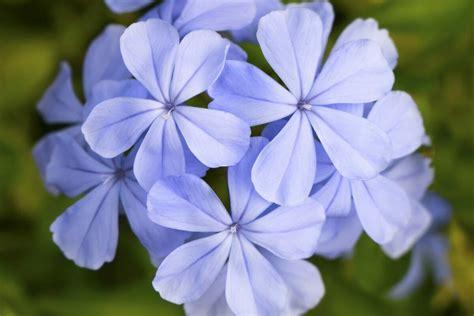 Periwinkle Flower Meaning, Symbolism, and Cultural Significance - Petal ...