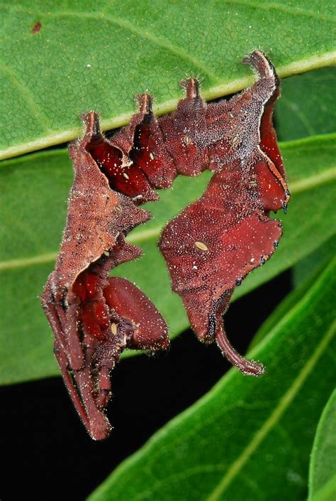 Lobster Moth Caterpillar (Stauropus sp., Notodontidae) | Flickr