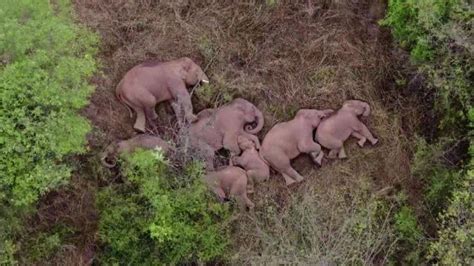 China elephants: Wandering herd take well deserved rest - BBC News