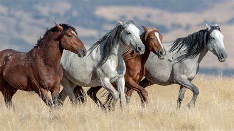 Ler, não importa o quê!: O Que É um Mustang?