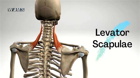 Levator Scapulae muscle: anatomy, action and important clinical ...