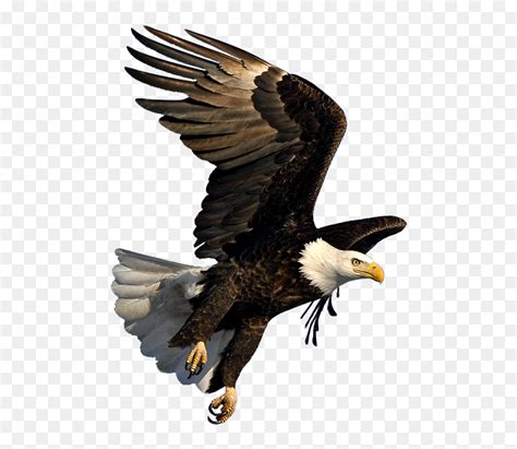 Bald Eagle Flying Png - Bald Eagle Transparent Background, Png Download ...