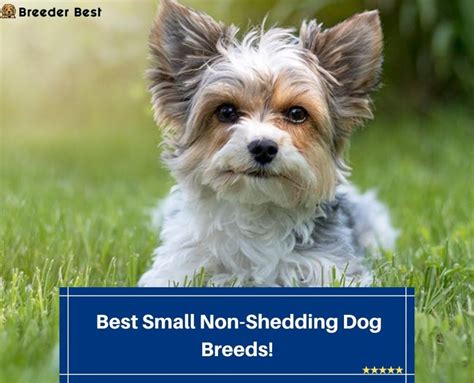 6 Best Small Non-Shedding Dog Breeds! (2024) - Breeder Best