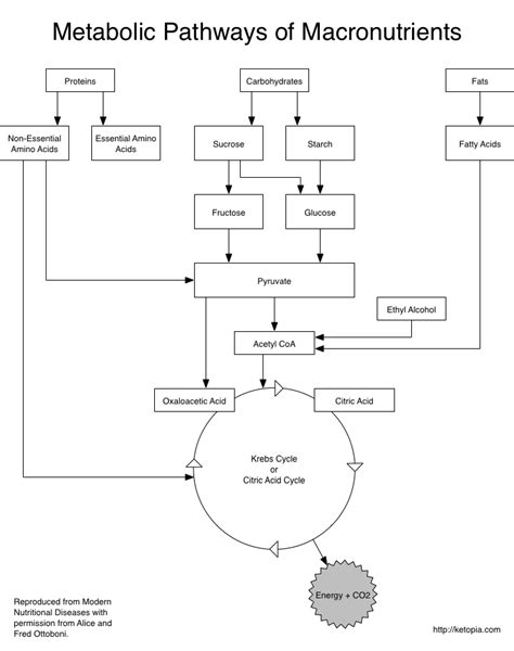 Metabolic Pathways of Proteins, Carbohydrates and Fats in Humans