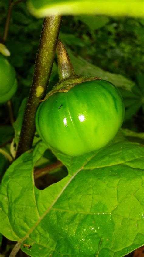 15 Green. Rare, Liberian Eggplant Seeds, Liberian Garden Eggs Seeds ...