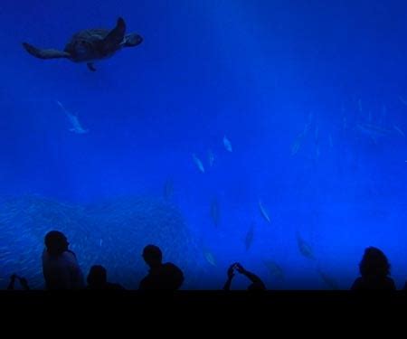 Monterey Bay Aquarium Open Sea Cam - Live Beaches