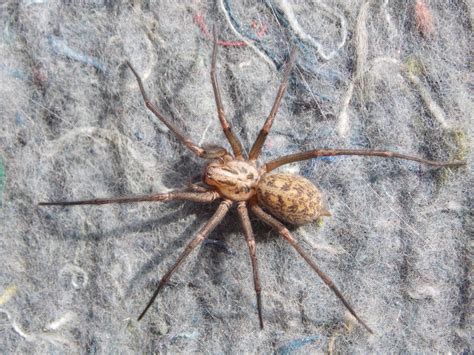 Giant House Spider Tegenaria gigantea - BRITISH NATURE GUIDE