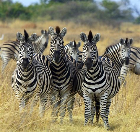 Zebra Stripes : Black or white?