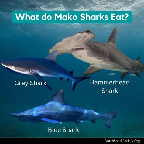 Mako Shark Nicknames at Robert Allison blog