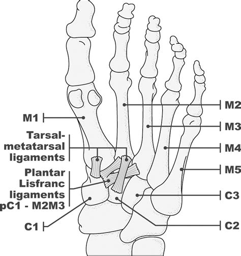 Evaluation of the Tarsometatarsal Joint Using Conventional Radiography ...