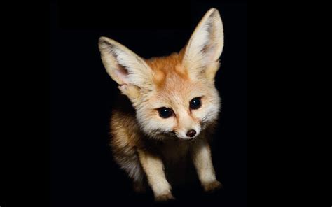 nocturne-fennec-fox-ftr | In-situ Marine Optics