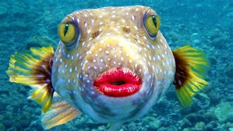 Funny Fish Fact #1: This fish has funny big lips hahahah look at his ...