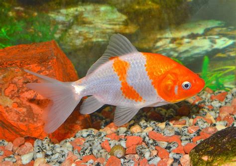 24 Types of Goldfish Breeds: Identification Guide (With Info & Pictures ...