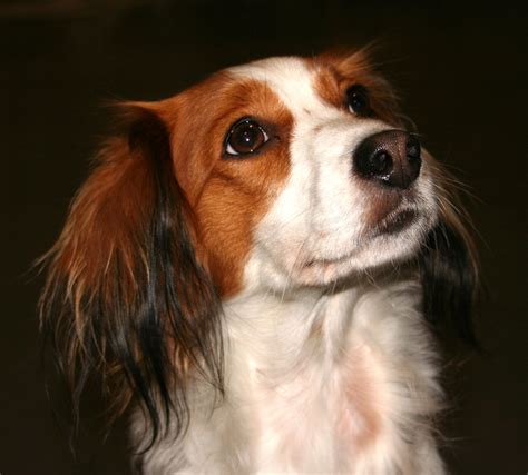 Kooikerhondje Information - Dog Breeds at thepetowners