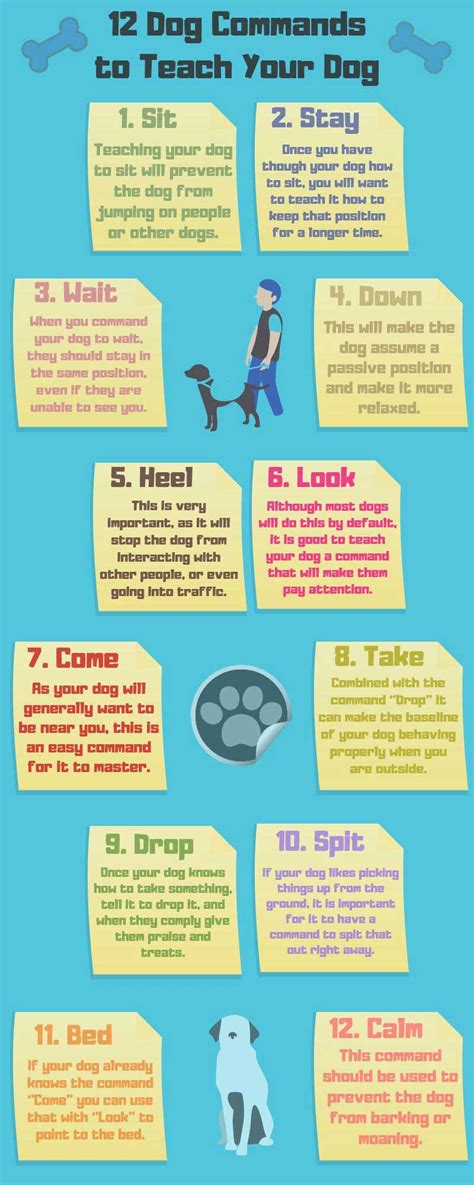 12 Commands to Teach Your Dog