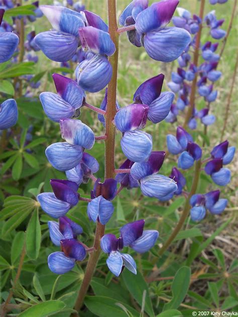 Lupinus perennis (Wild Lupine): Minnesota Wildflowers