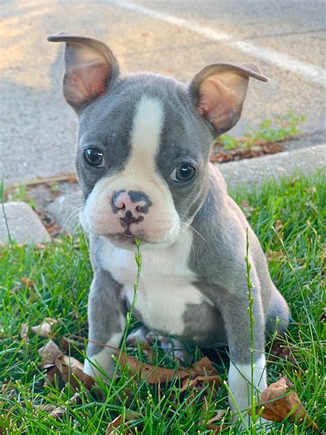 77+ Blue Boston Terrier Puppies For Sale Texas Photo - Bleumoonproductions